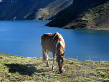 Criollo horse 38 of team Antilco grazing in front of a lake
