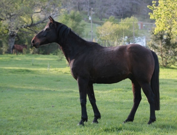 Reiten in de Anden, Chile und Argentinien, Die Pferde von Antilco: Bartholo