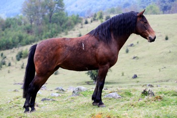 Reiten in de Anden, Chile und Argentinien, Die Pferde von Antilco: Chilca