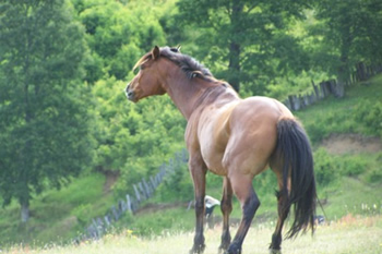 Criollo horse Chocolate, one of ouir horses for trailrides in the chilean andes