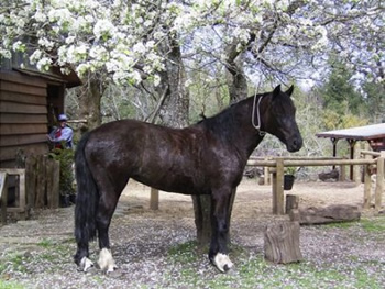 Criollo horse POlca of team Antilco standing under a blosoming tree
