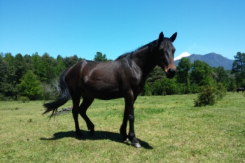 Criollo horse Sombra of team Antilco