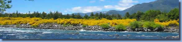 Yellow bushes on the banks of Trancura river on a half day ride in Pucon, Chile